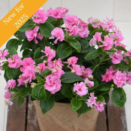 Picture of Soiree® Flamenco Pink Twist Catharanthus Plant