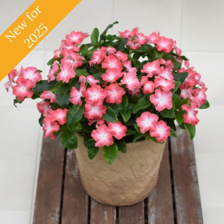 Picture of Soiree® Flamenco Salmon Glow Catharanthus Plant