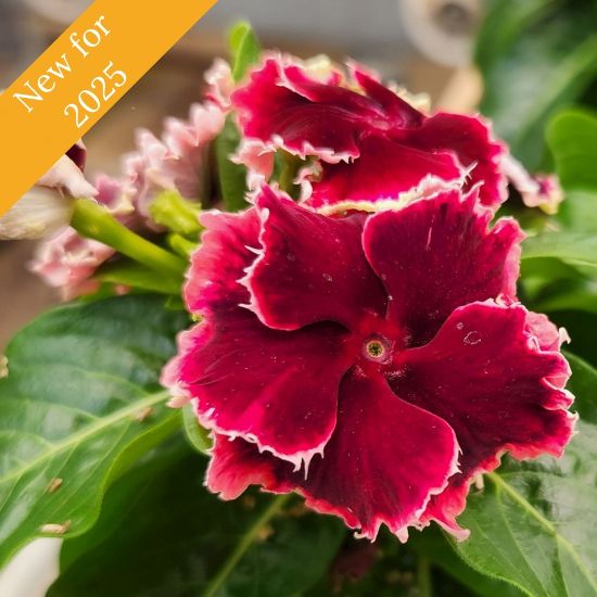 Picture of Soiree® Flamenco Salsa Red Catharanthus Plant