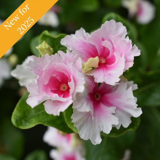 Picture of Soiree® Flamenco Senorita Pink Catharanthus Plant