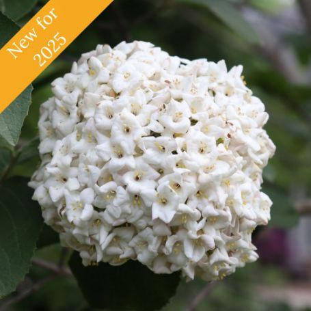 Numerous tiny, white flowers form a dense, spherical bloom on the Spice Cowboy Viburnum Bush