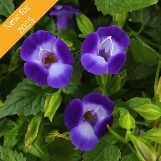 Picture of Summer Wave® Bouquet Deep Blue Torenia Plant