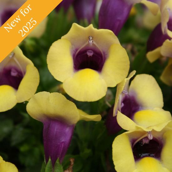 Picture of Summer Wave® Bouquet Gold Torenia Plant