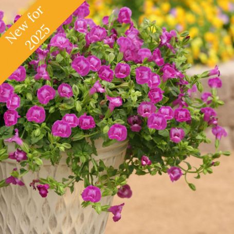 Picture of Summer Wave® Trailing Large Amethyst Torenia Plant