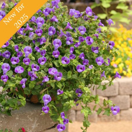 Picture of Summer Wave® Trailing Large Blue Torenia Plant