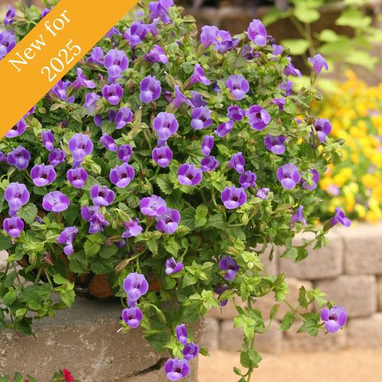 Picture of Summer Wave® Trailing Large Blue Torenia Plant