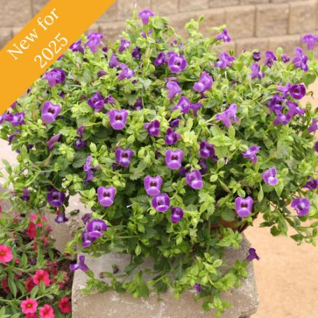 Picture of Summer Wave® Trailing Large Violet Torenia Plant 