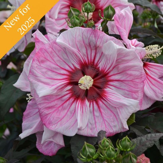 Picture of Summerific® Cherry Choco Latte Hardy Hibiscus Plant