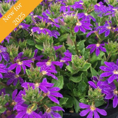 Picture of Surdiva® Blue Violet Improved Scaevola Plant