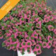 Picture of Surdiva® Fashion Pink Scaevola Plant