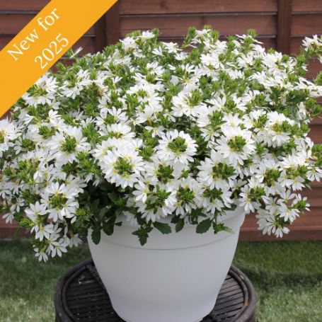 Picture of Surdiva® White Improved Scaevola Plant