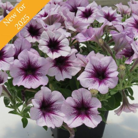 Picture of Surfinia® Heavenly Amethyst Burst Petunia Plant