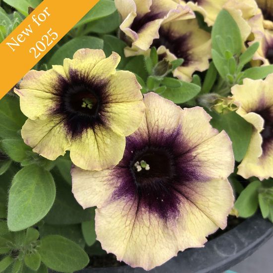 Picture of Surfinia® Heavenly Blackberries & Cream Petunia Plant