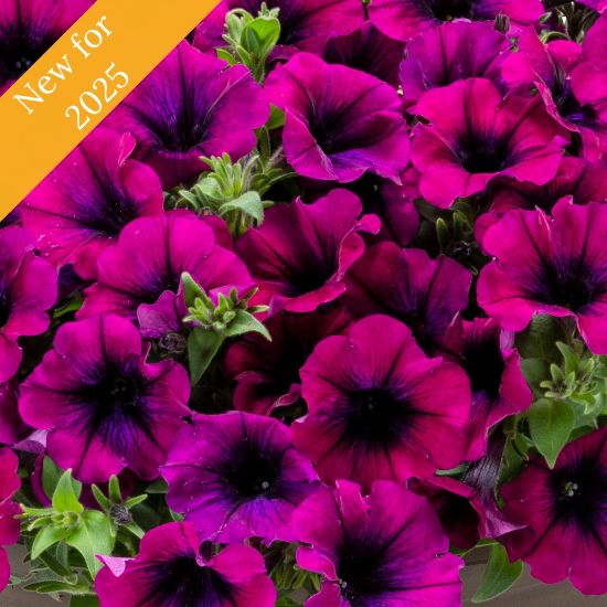 Picture of Surfinia® Heavenly Cabernet Petunia Plant