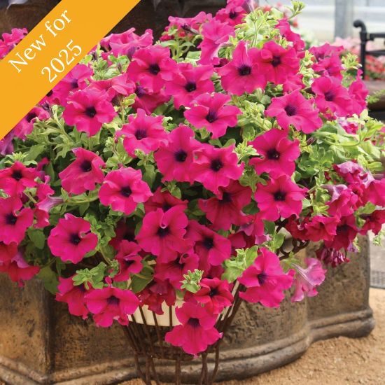 Picture of Surfinia® Trailing Giant Purple Petunia Plant