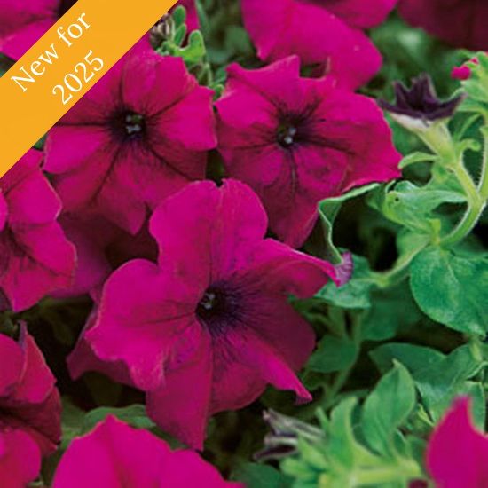 Picture of Surfinia® Trailing Magenta Petunia Plant