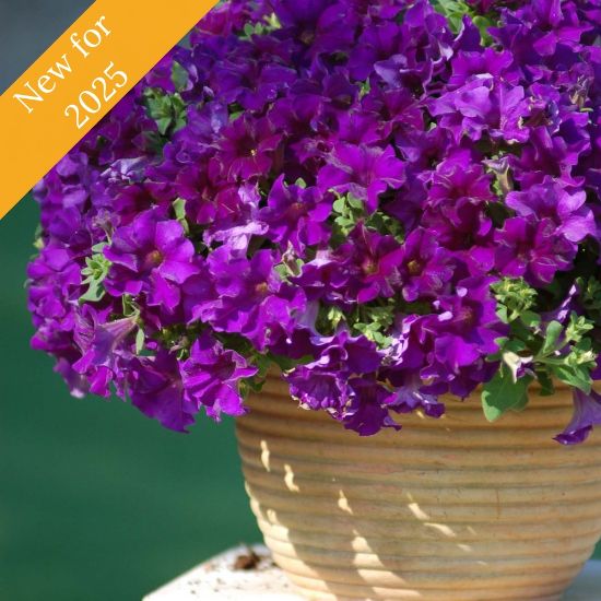 Picture of Surfinia® Trailing Purple Majesty Petunia Plant