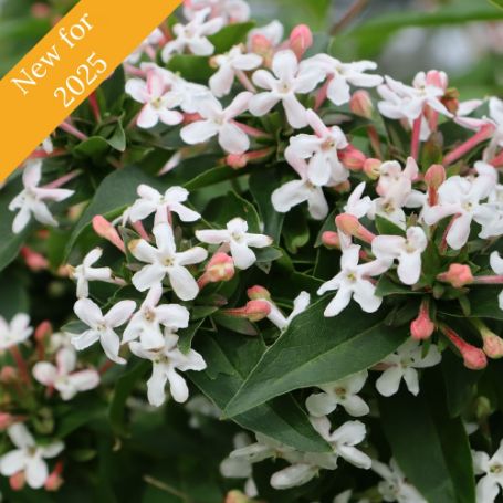 The Sweet Emotion Blaze Abelia Plant displays white blooms and fragrant flowers