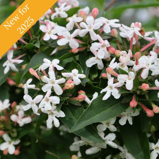 Picture of Sweet Emotion Blaze™ Abelia Plant