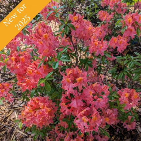 Numerous coral-colored blooms cover a leafy Sweet Reward Coral plant