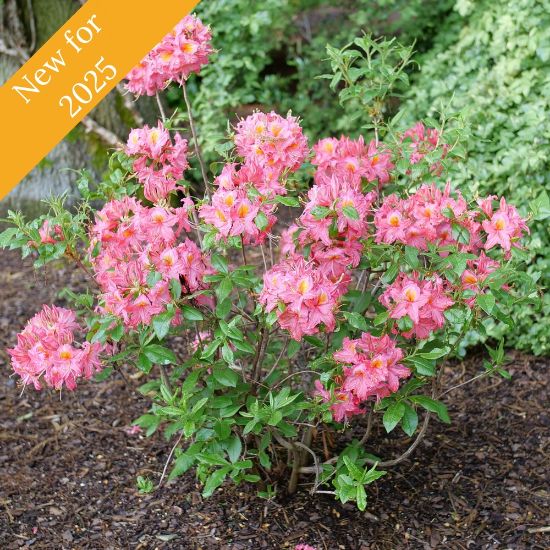 A Sweet Reward Pink covered in clusters of pink flowers