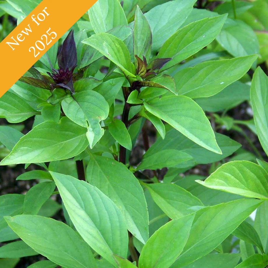 Sweet Thai Basil Herb Plant has purple stems and pointed green leaves, and is pollinator friendly and fragrant