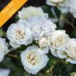 A cluster of fully bloomed white roses in full bloom