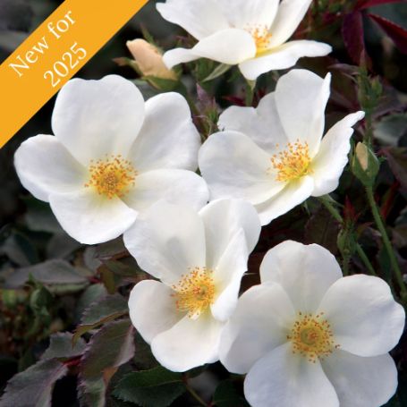 A cluster of fully bloomed white roses with yellow centers on a bush