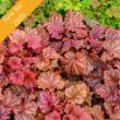 Picture of Primo®  Peachberry Ice Heuchera Plant