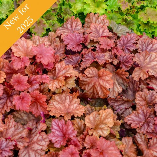 Picture of Primo®  Peachberry Ice Heuchera Plant