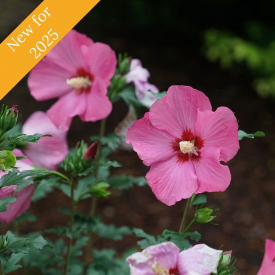 Picture of Paraplu Rouge® Rose of Sharon Plant