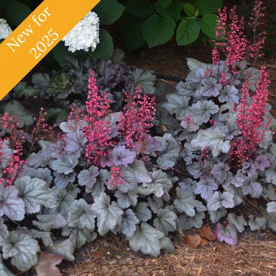 Picture of Dolce® Silver Gumdrop Heuchera Plant