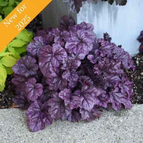 Picture of Dolce® Wildberry Heuchera Plant