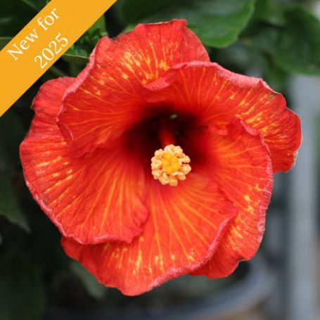 Picture of Hollywood Playboy™ Cajun Hibiscus Plant