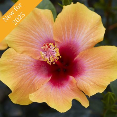 Picture of Hollywood Social Butterfly™ Cajun Hibiscus Plant