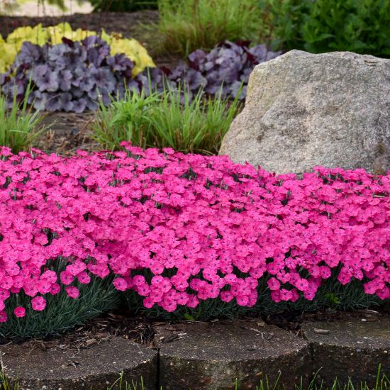 Picture of Paint the Town Magenta Dianthus Plant