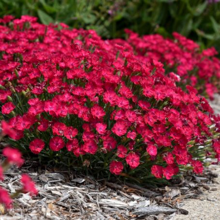 Picture of Paint the Town Red Dianthus Plant