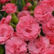 Picture of Fruit Punch® Classic Coral Dianthus Plant