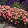 Picture of Fruit Punch® Classic Coral Dianthus Plant