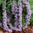 Picture of Mop Top™ Buddleia Shrub