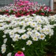 Picture of Amazing Daisies® Daisy May® Leucanthemum Plant