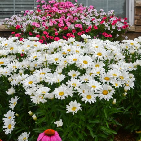 Picture of Amazing Daisies® Daisy May® Leucanthemum Plant