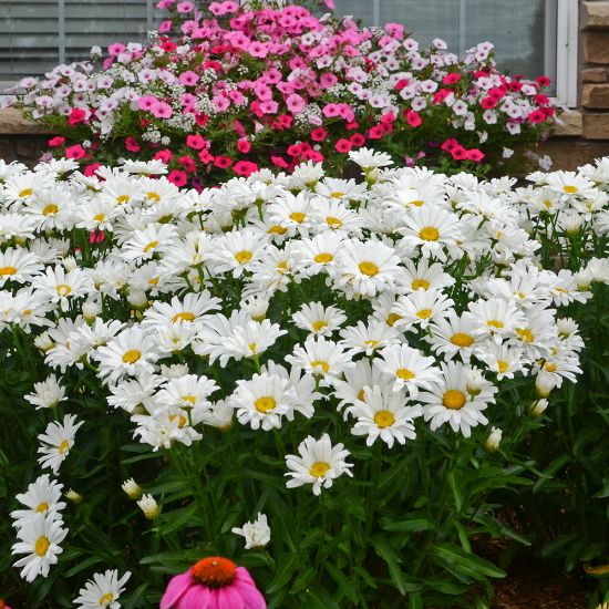 Picture of Amazing Daisies® Daisy May® Leucanthemum Plant