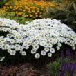 Picture of Amazing Daisies® Daisy May® Leucanthemum Plant