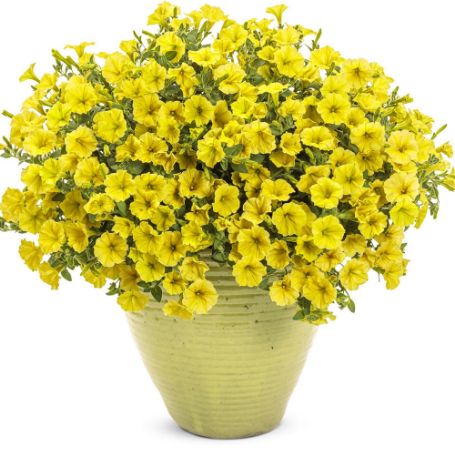 Picture of Supertunia Mini Vista® Yellow Petunia Plant 