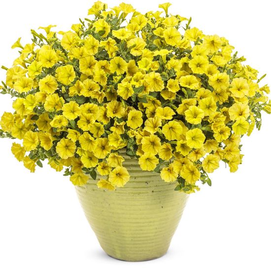 Picture of Supertunia Mini Vista® Yellow Petunia Plant 