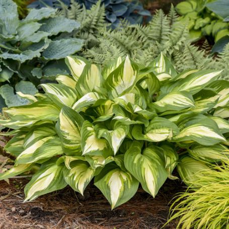 Picture of Shadowland® Miss America Hosta Plant