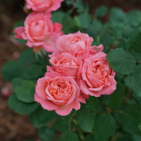 Picture of Reminiscent® Coral Rose Bush