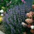 The Beyond Midnight Caryopteris Plant is a compact shrub with deep blue flowers and dark green foliage