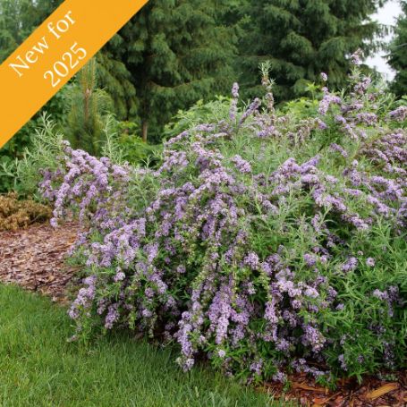 Mop Top Buddleia Plant has slender weeping branches, spring lavender flowers